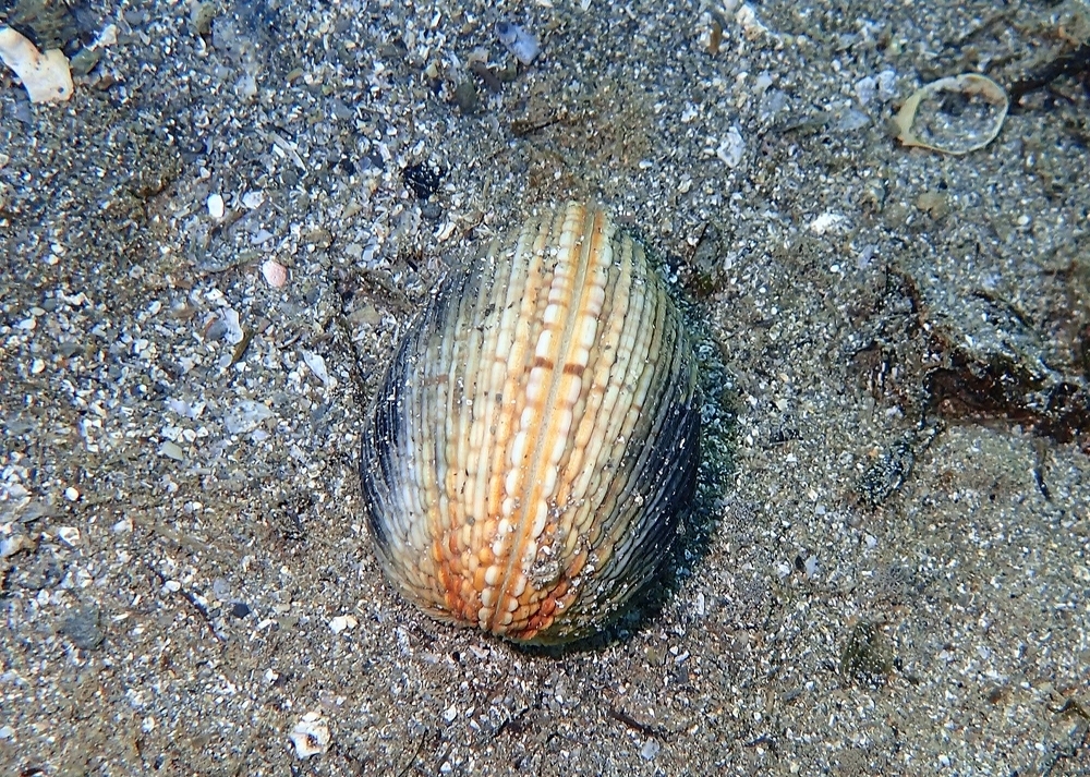 Warty Venus Clam