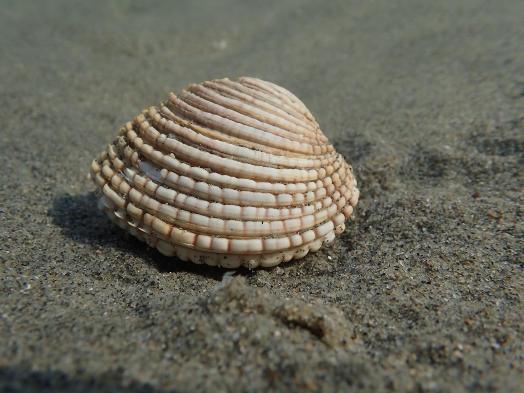 Warty Venus Clam