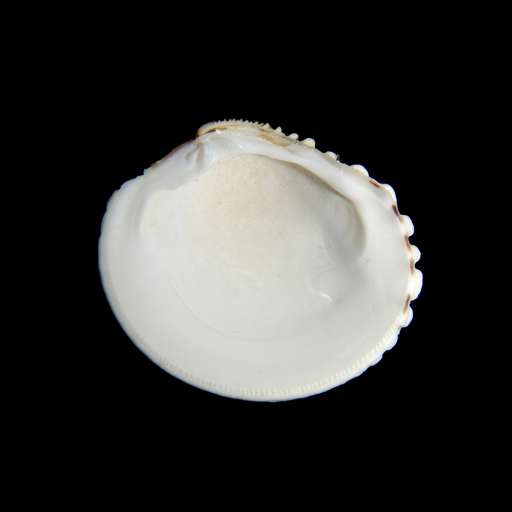 Warty Venus Clam