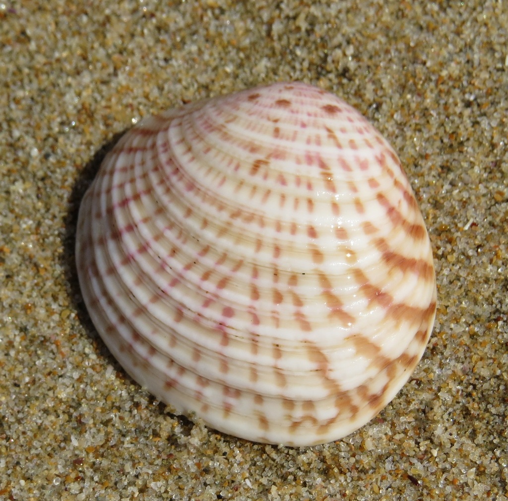 Warty Venus Clam