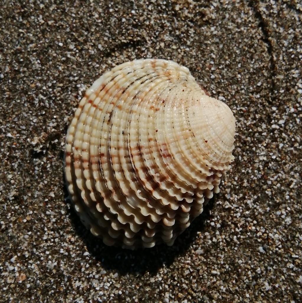Warty Venus Clam