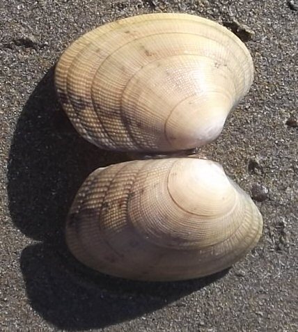 Grooved Carpet Shell