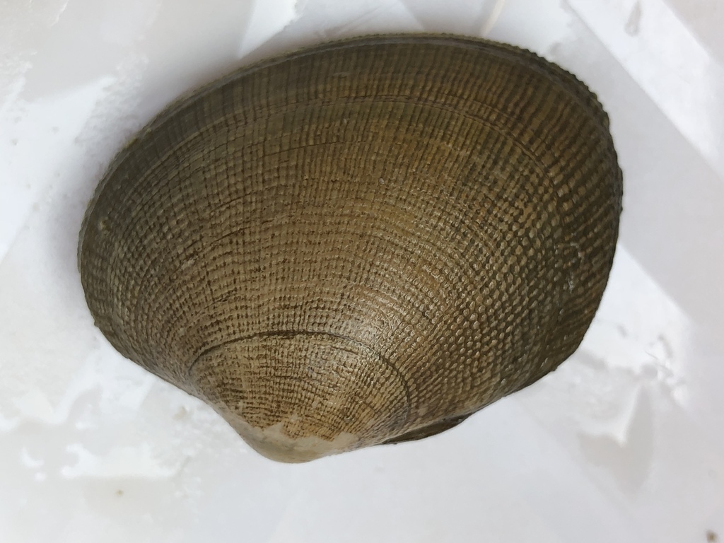 Grooved Carpet Shell