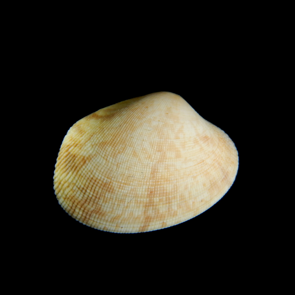 Grooved Carpet Shell