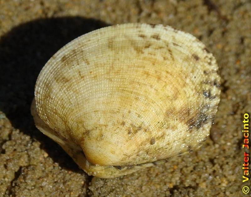Grooved Carpet Shell