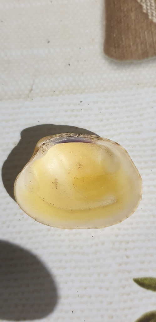 Grooved Carpet Shell