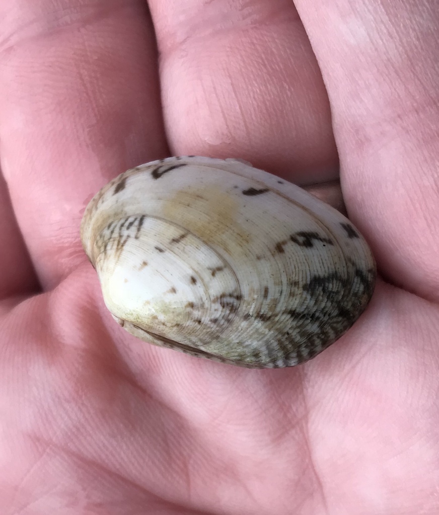 Grooved Carpet Shell