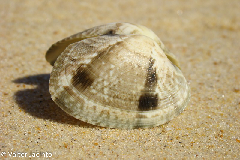 Grooved Carpet Shell