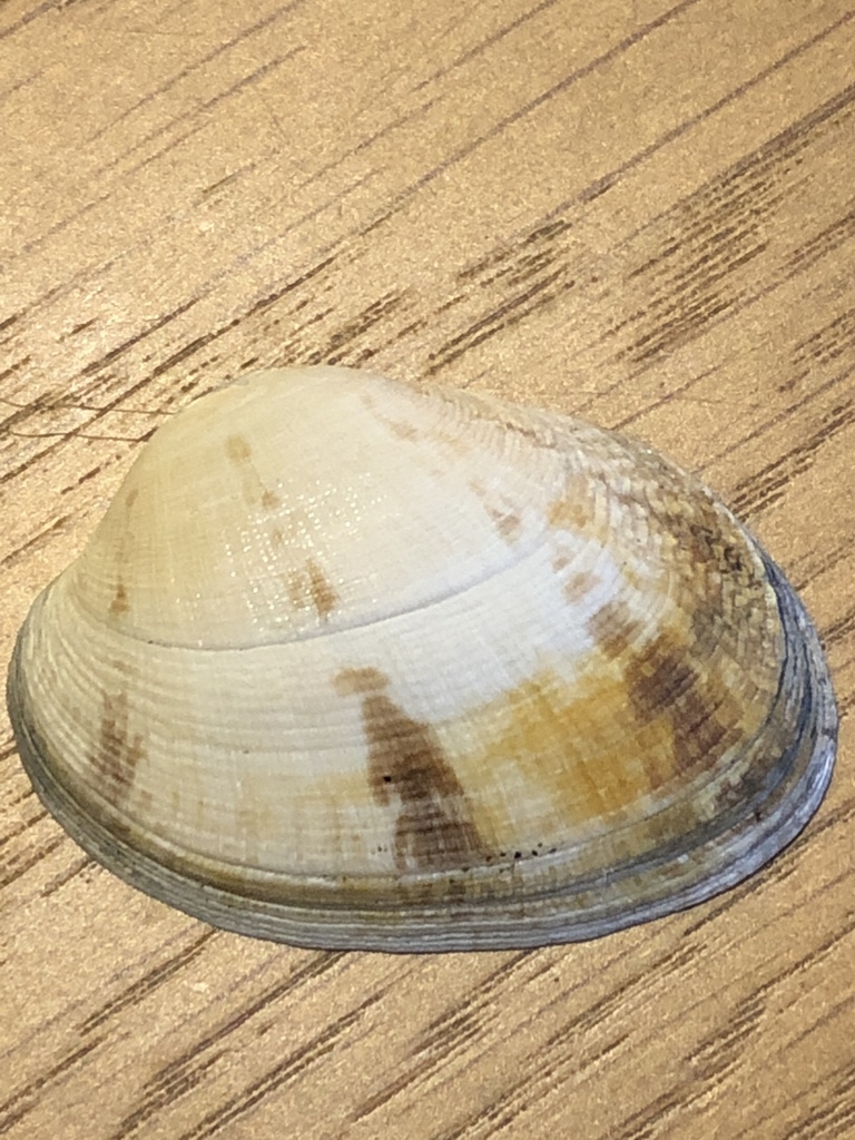 Grooved Carpet Shell