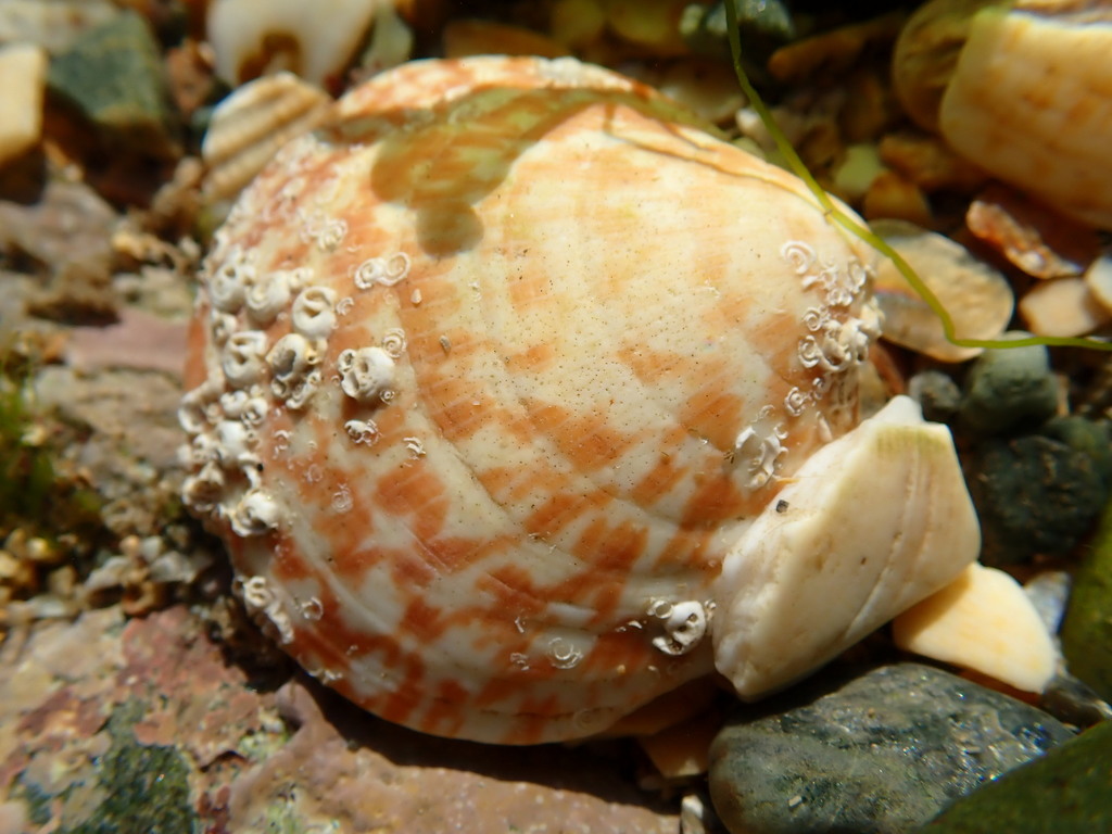 European Bittersweet Clam