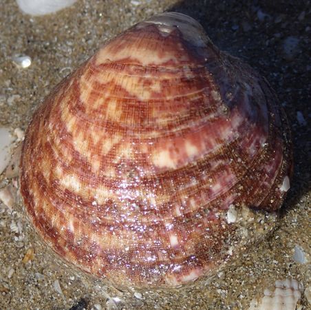 European Bittersweet Clam