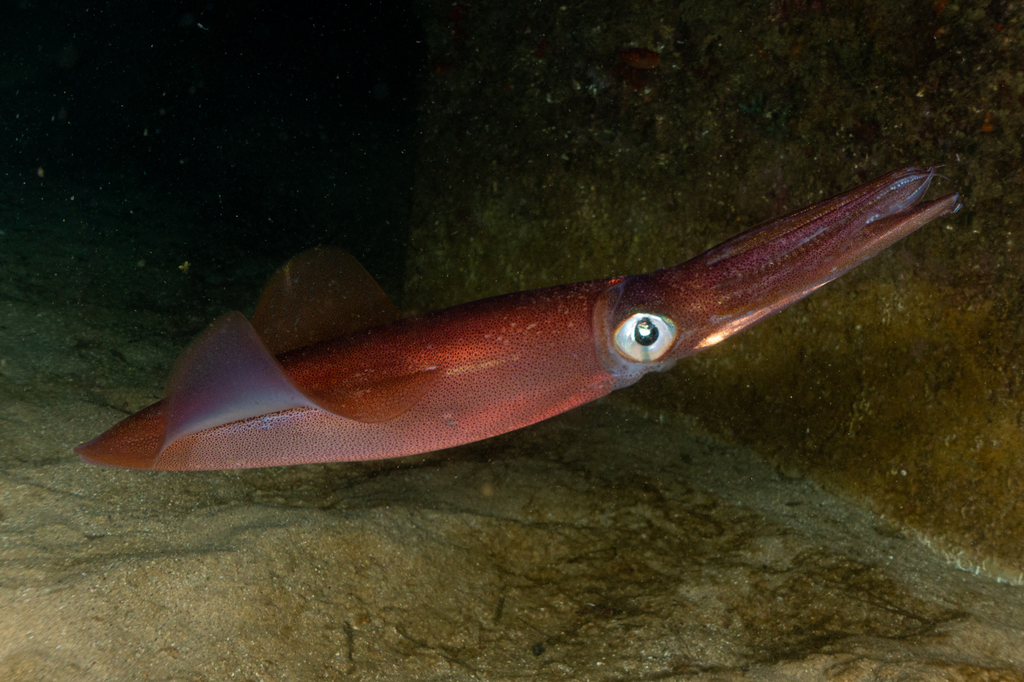 European Squid