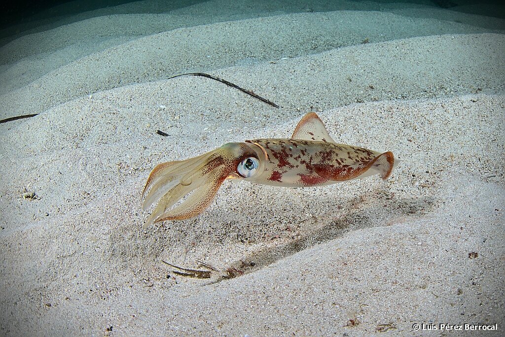 European Squid