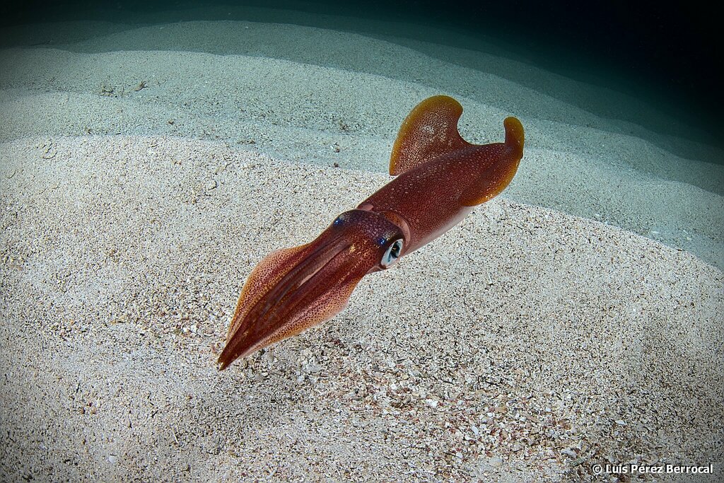 European Squid