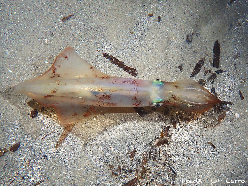 European Squid