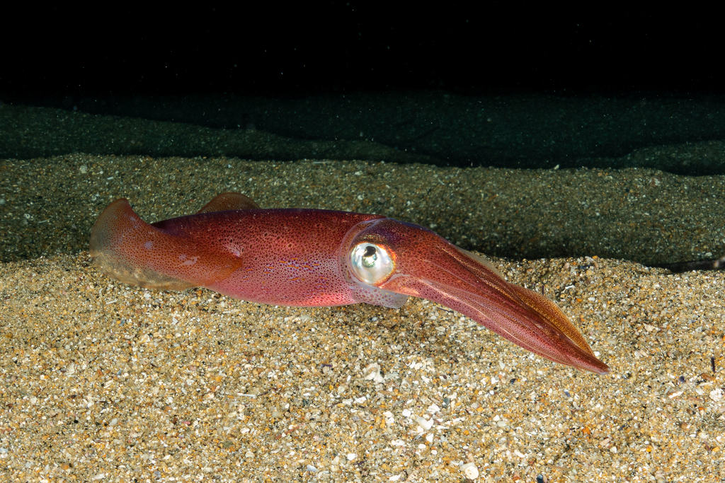 European Squid