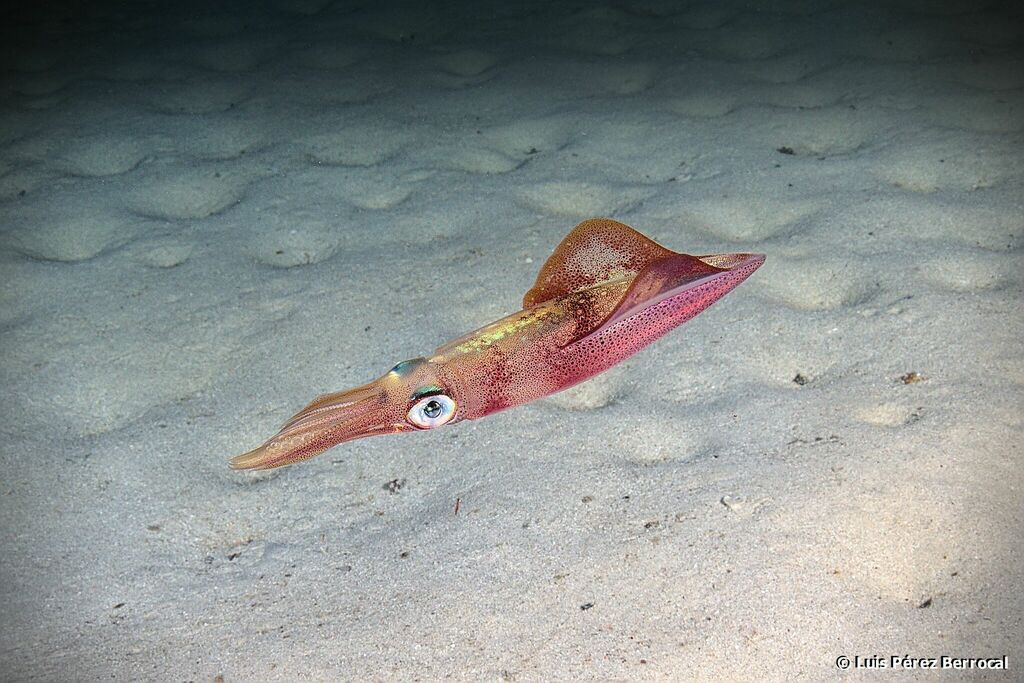 European Squid