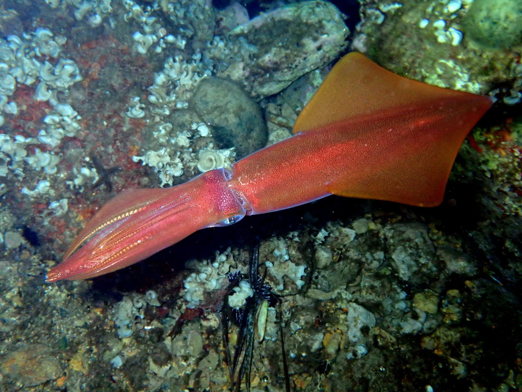 European Squid