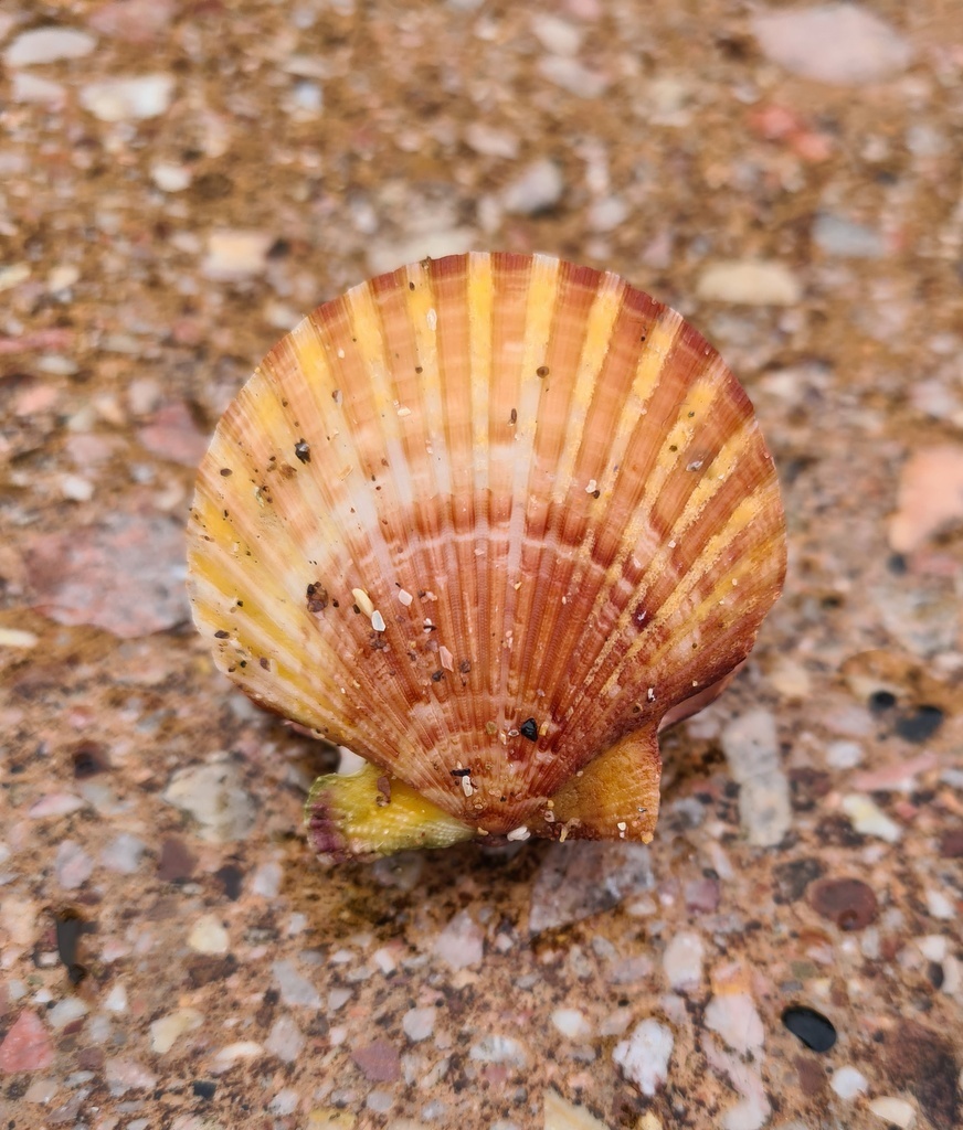 Queen Scallop