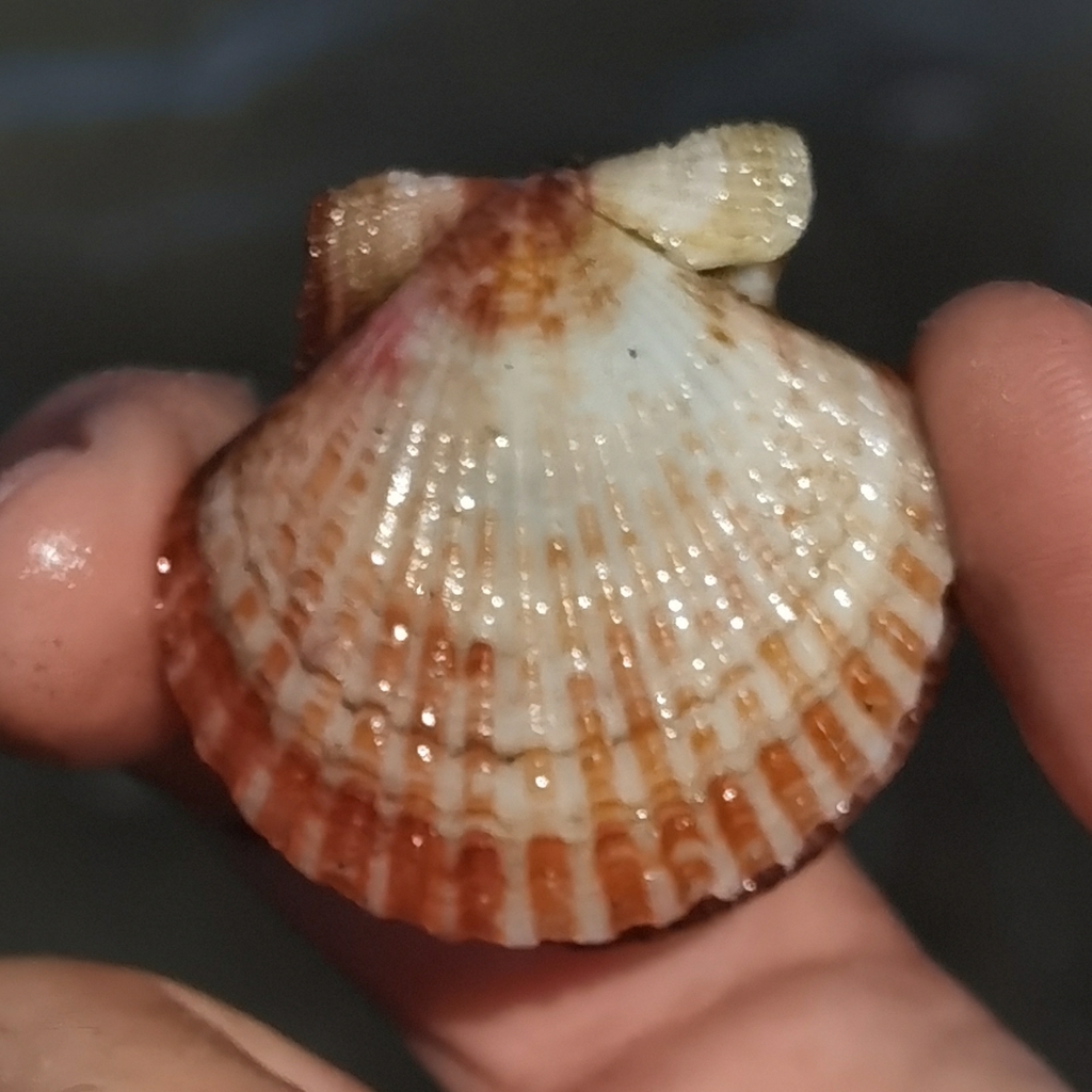 Queen Scallop