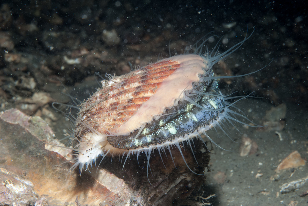 Queen Scallop