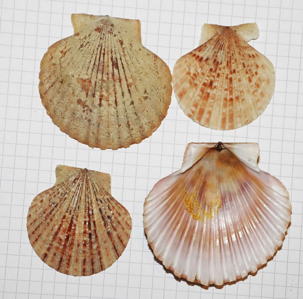Queen Scallop