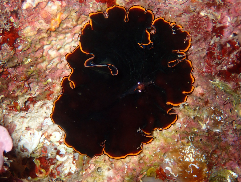 Pseudobiceros Splendidus