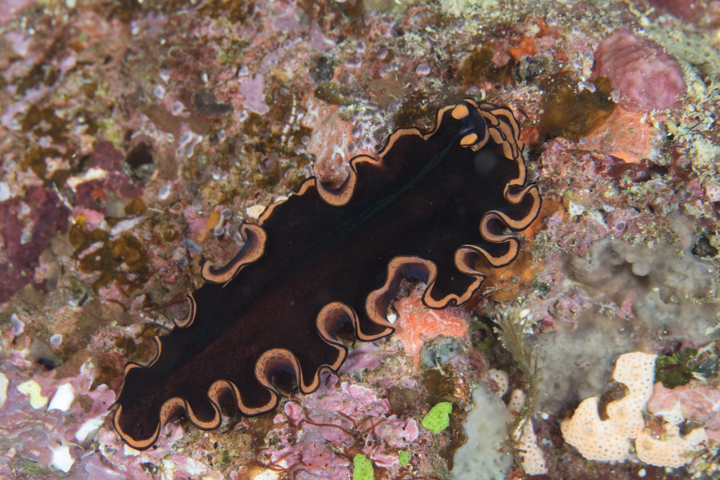 Pseudobiceros Splendidus