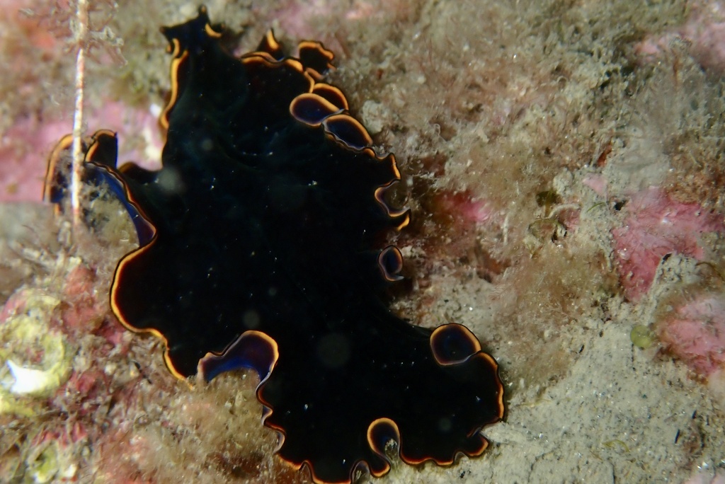 Pseudobiceros Splendidus