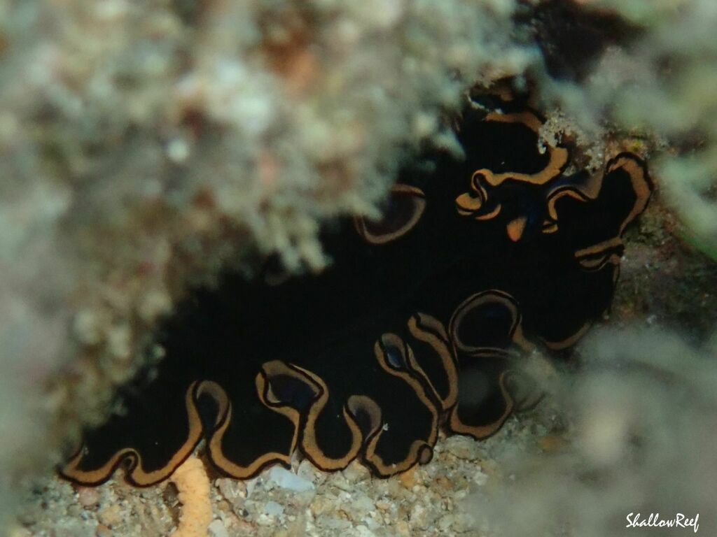 Pseudobiceros Splendidus