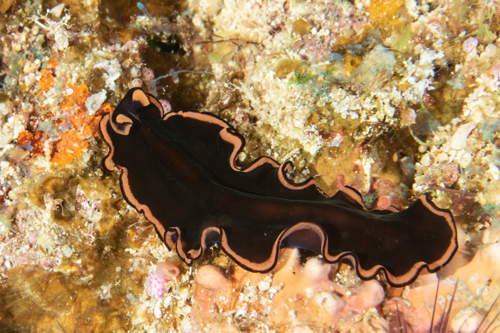 Pseudobiceros Splendidus