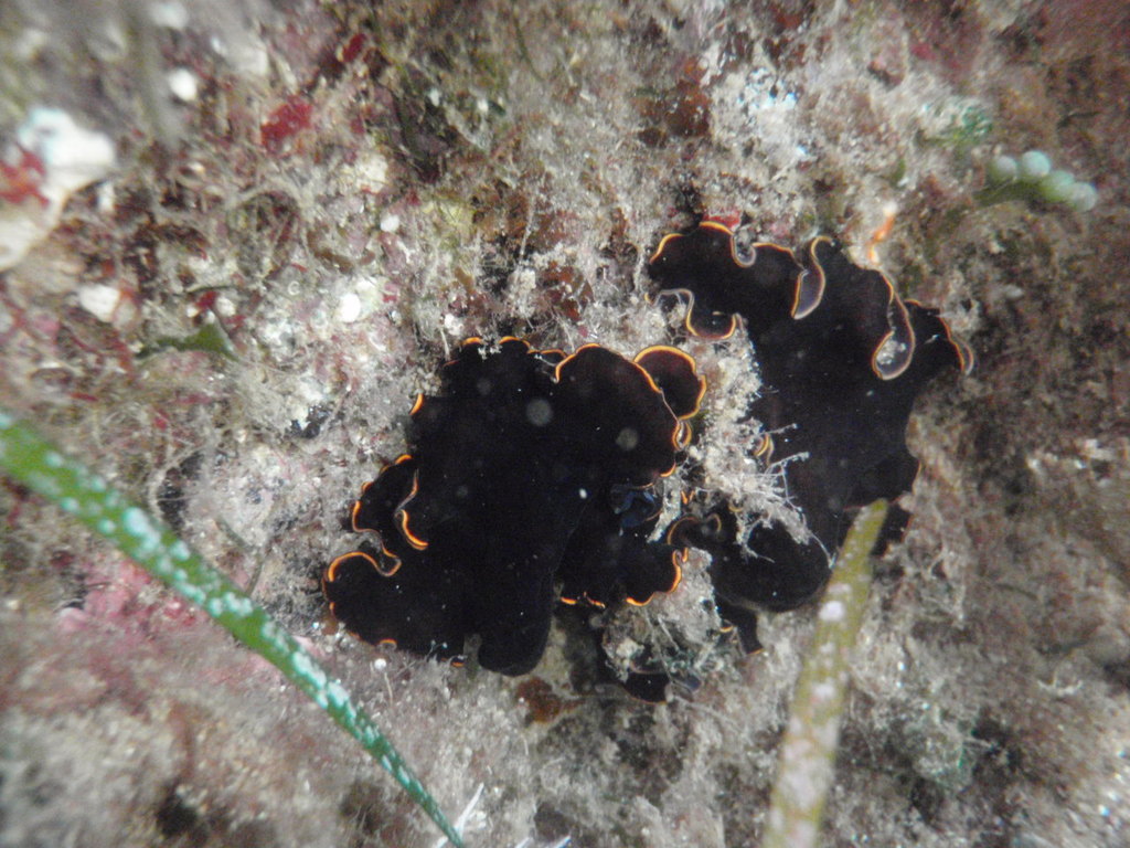 Pseudobiceros Splendidus