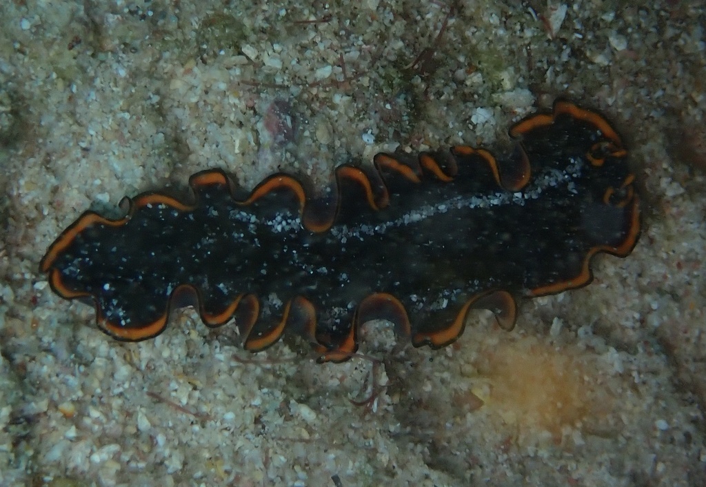 Pseudobiceros Splendidus