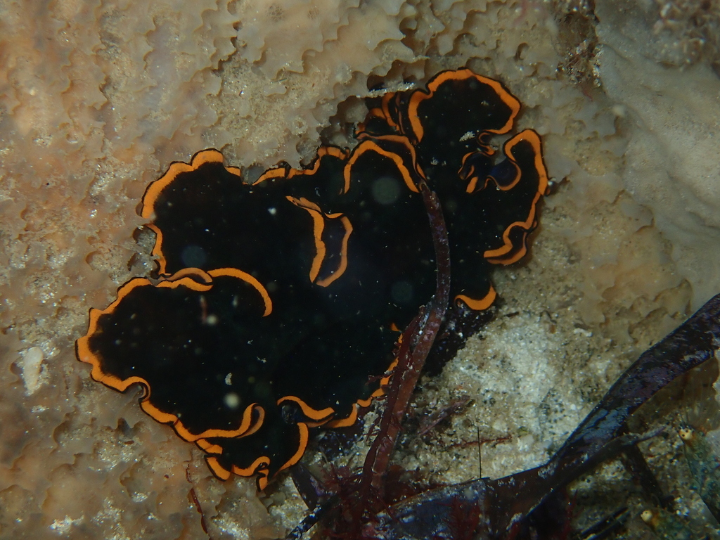 Pseudobiceros Splendidus
