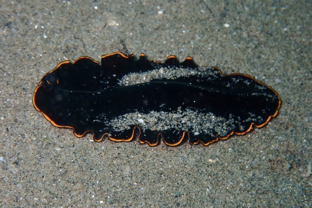 Pseudobiceros Splendidus