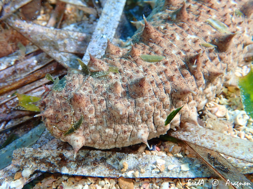 Tubular Sea Cucumber
