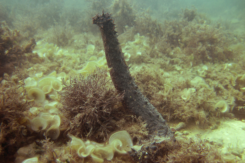 Tubular Sea Cucumber