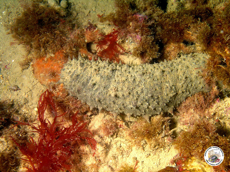 Tubular Sea Cucumber