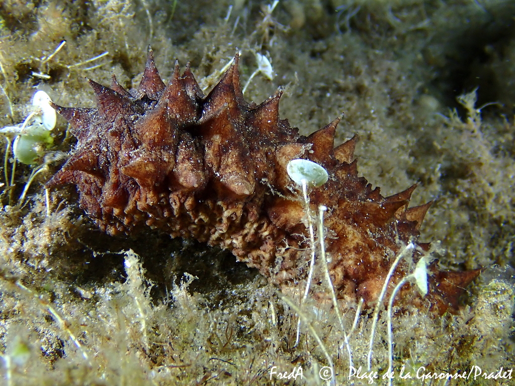 Tubular Sea Cucumber