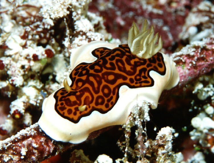 Goniobranchus Gleniei
