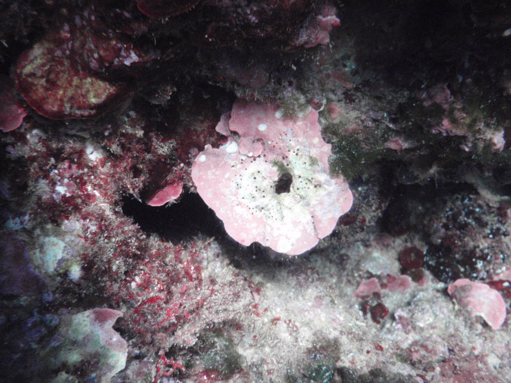 Sea Mat