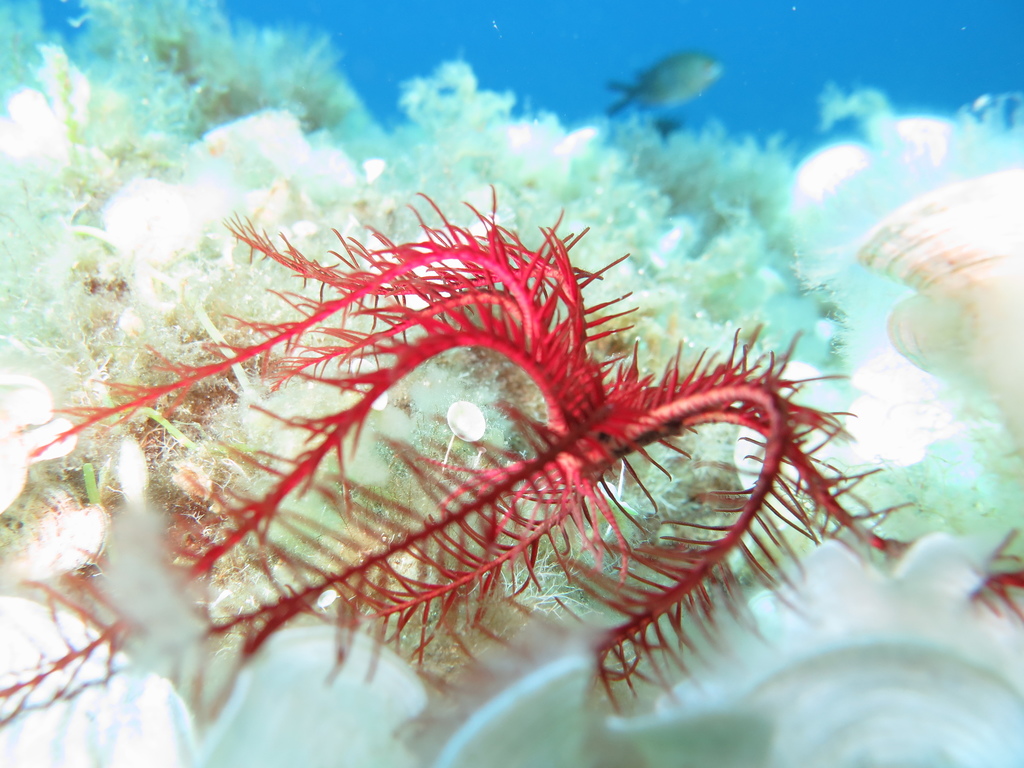 Mediterranean Feather Star