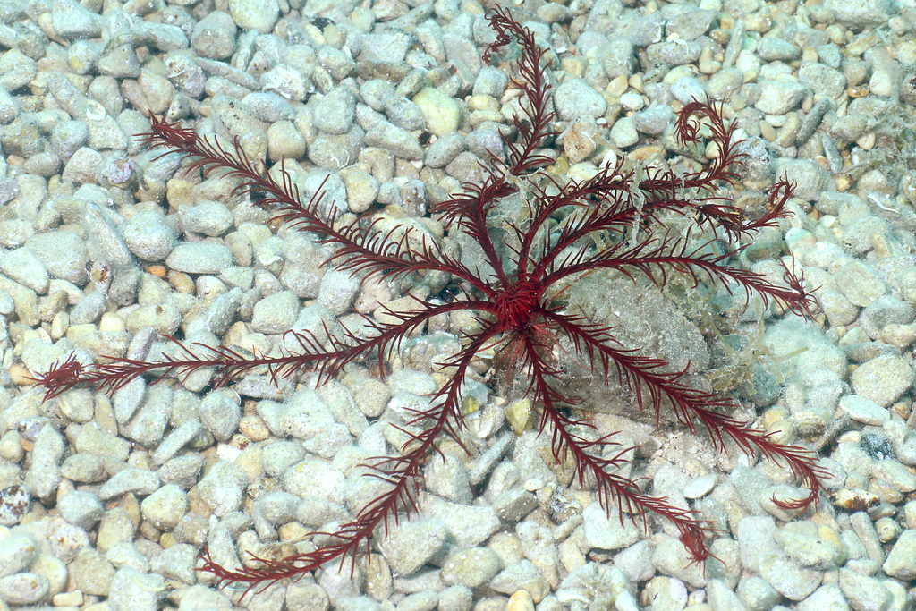 Mediterranean Feather Star