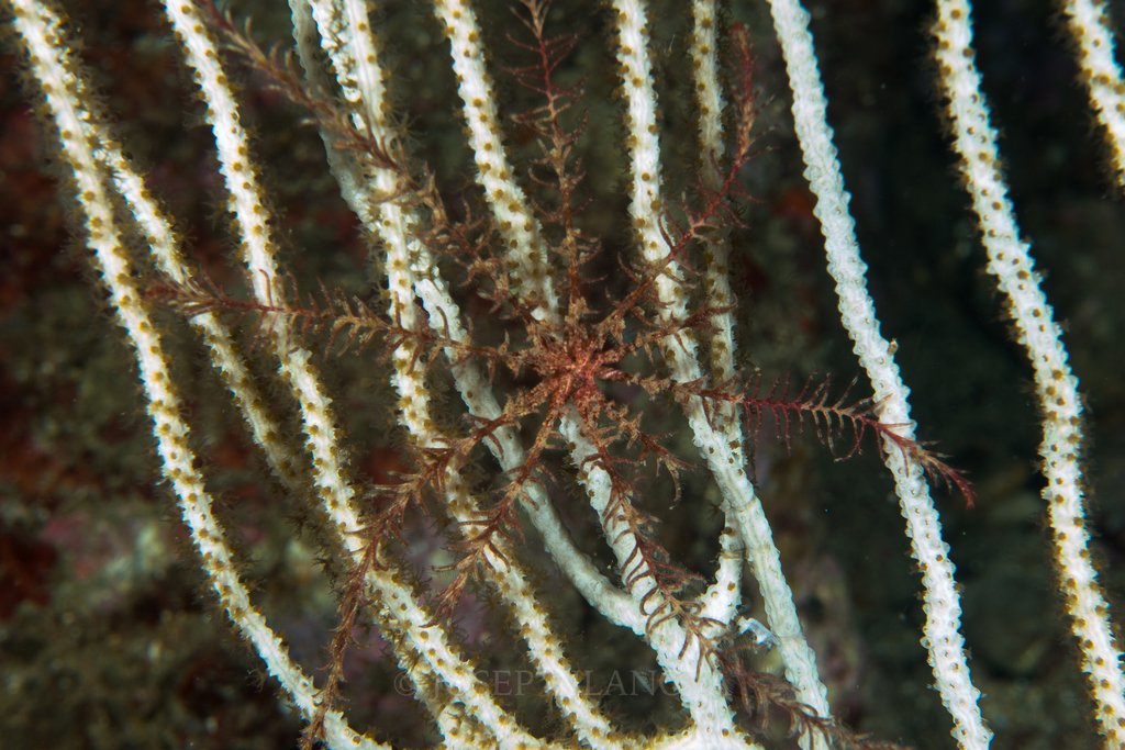 Mediterranean Feather Star