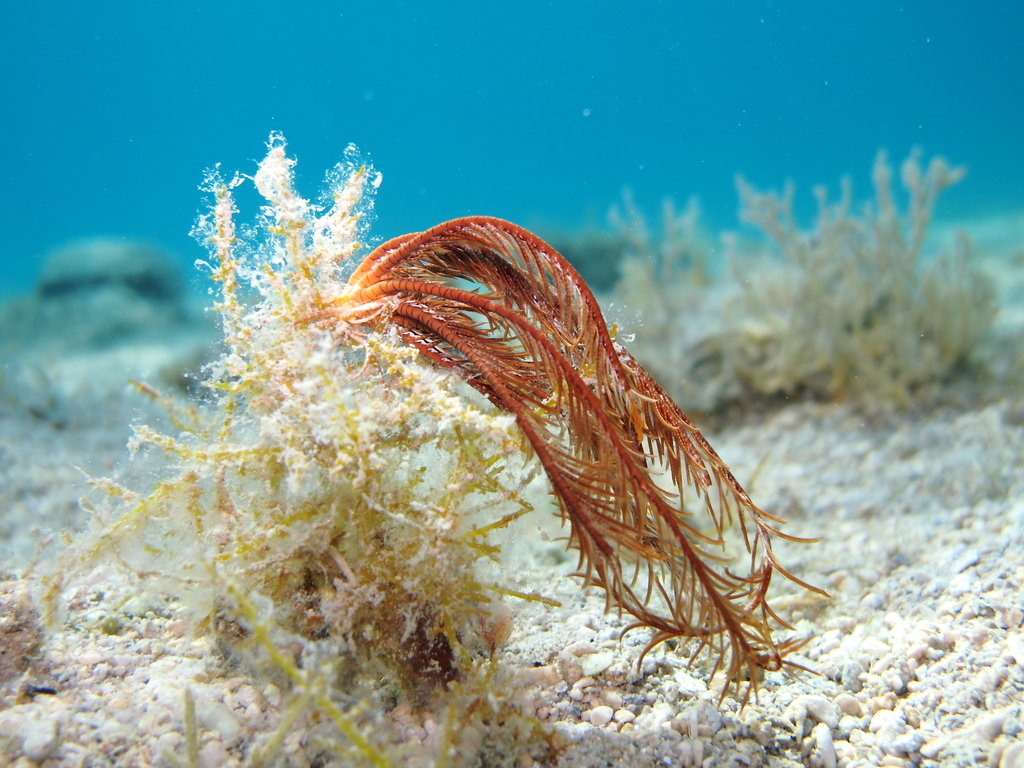 Mediterranean Feather Star