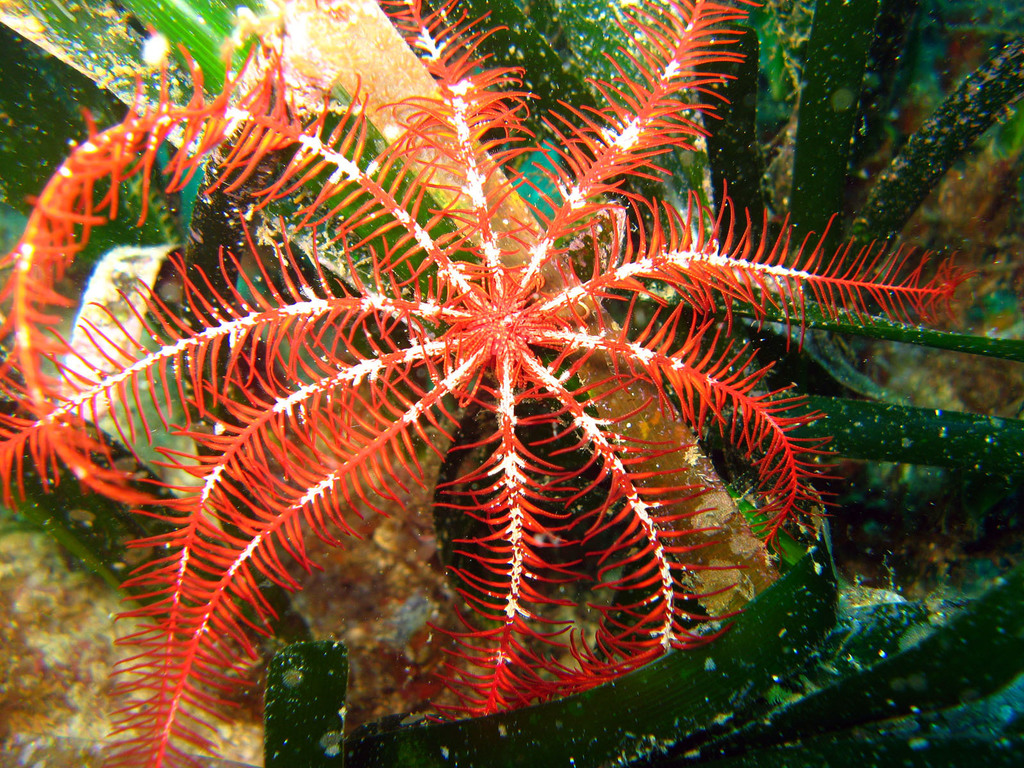 Mediterranean Feather Star