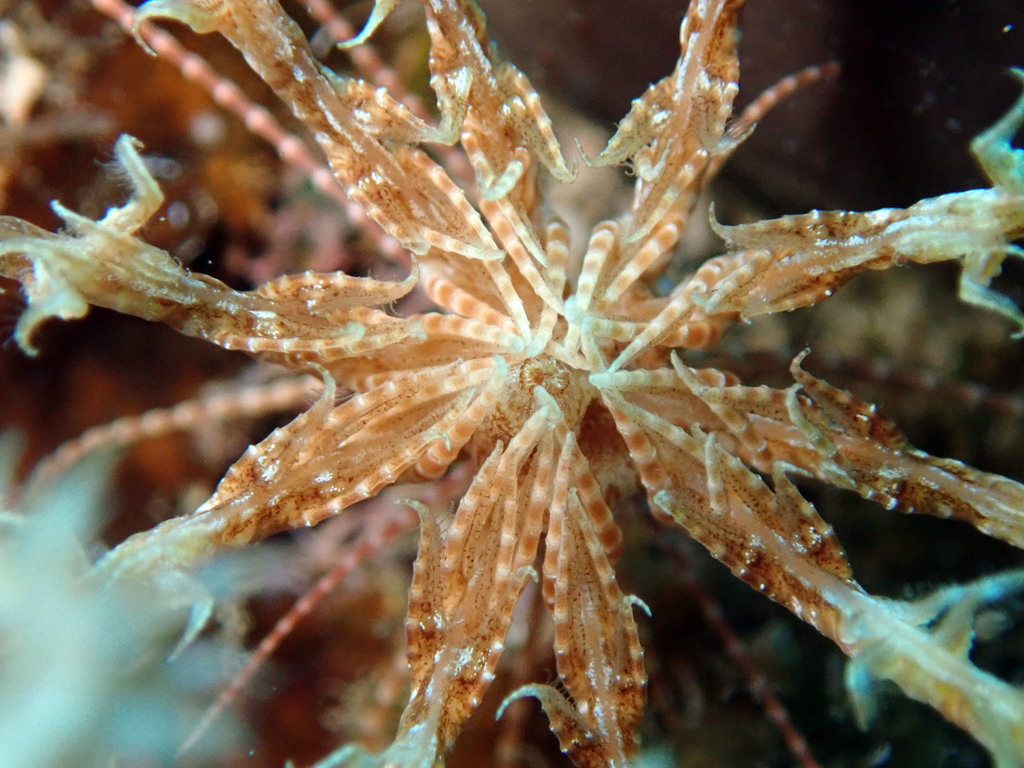 Mediterranean Feather Star