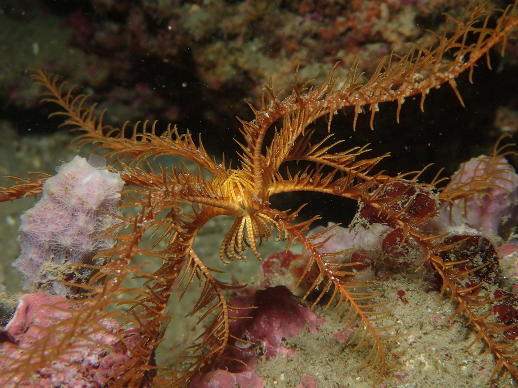 Mediterranean Feather Star