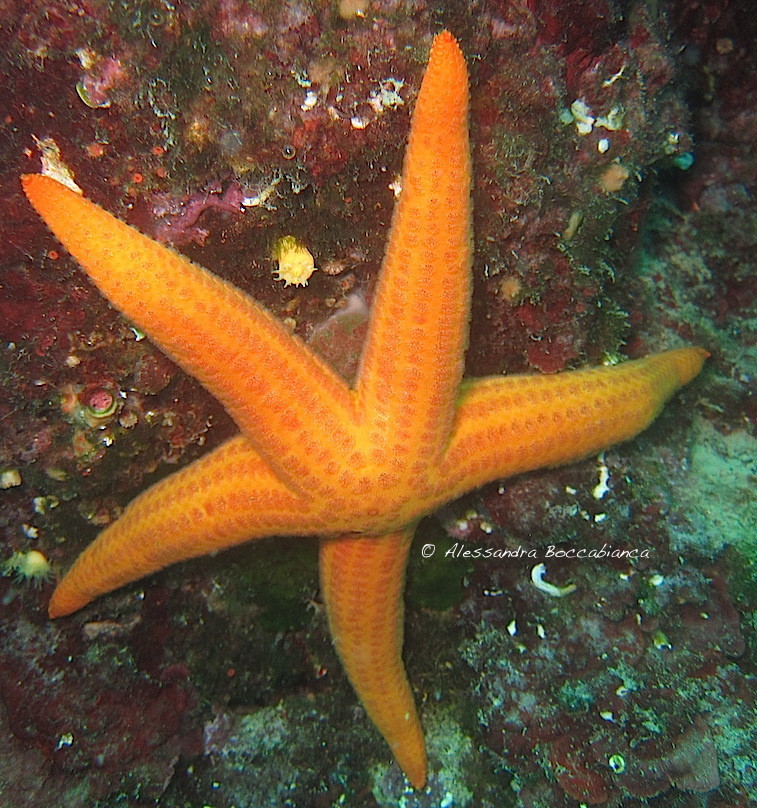 Smooth Sea Star