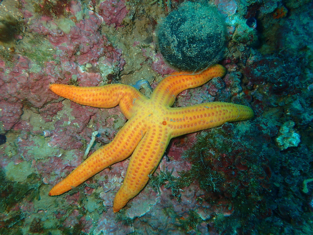 Smooth Sea Star